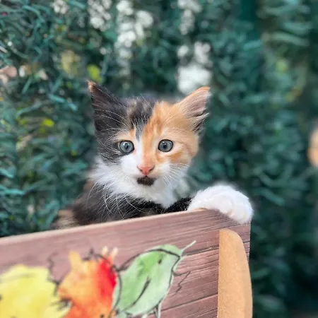Luna Alacati