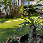 Luna Frühstückspension Alaçatı