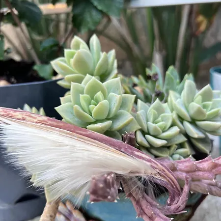 Frühstückspension Luna Alaçatı