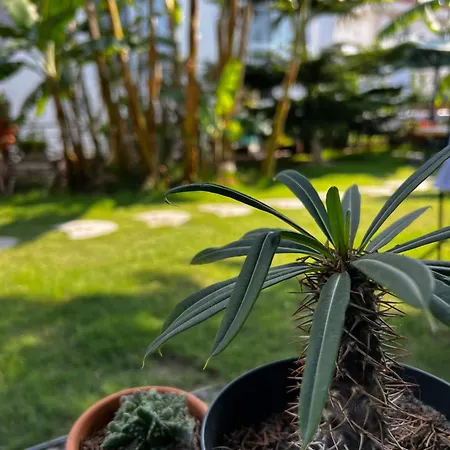 Luna Frühstückspension Alaçatı